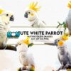 cute-white-parrot-watercolor-sublimation