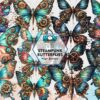 steampunk-butterflies-sublimation